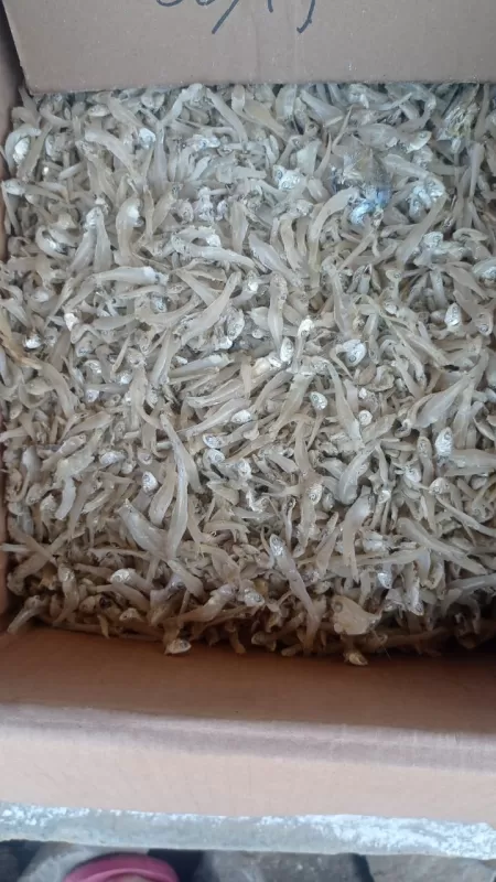ikan asin teri jengki